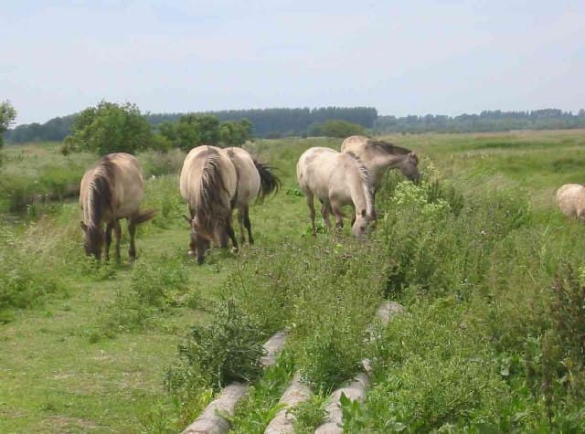 Minsmere Bird Sanctuary