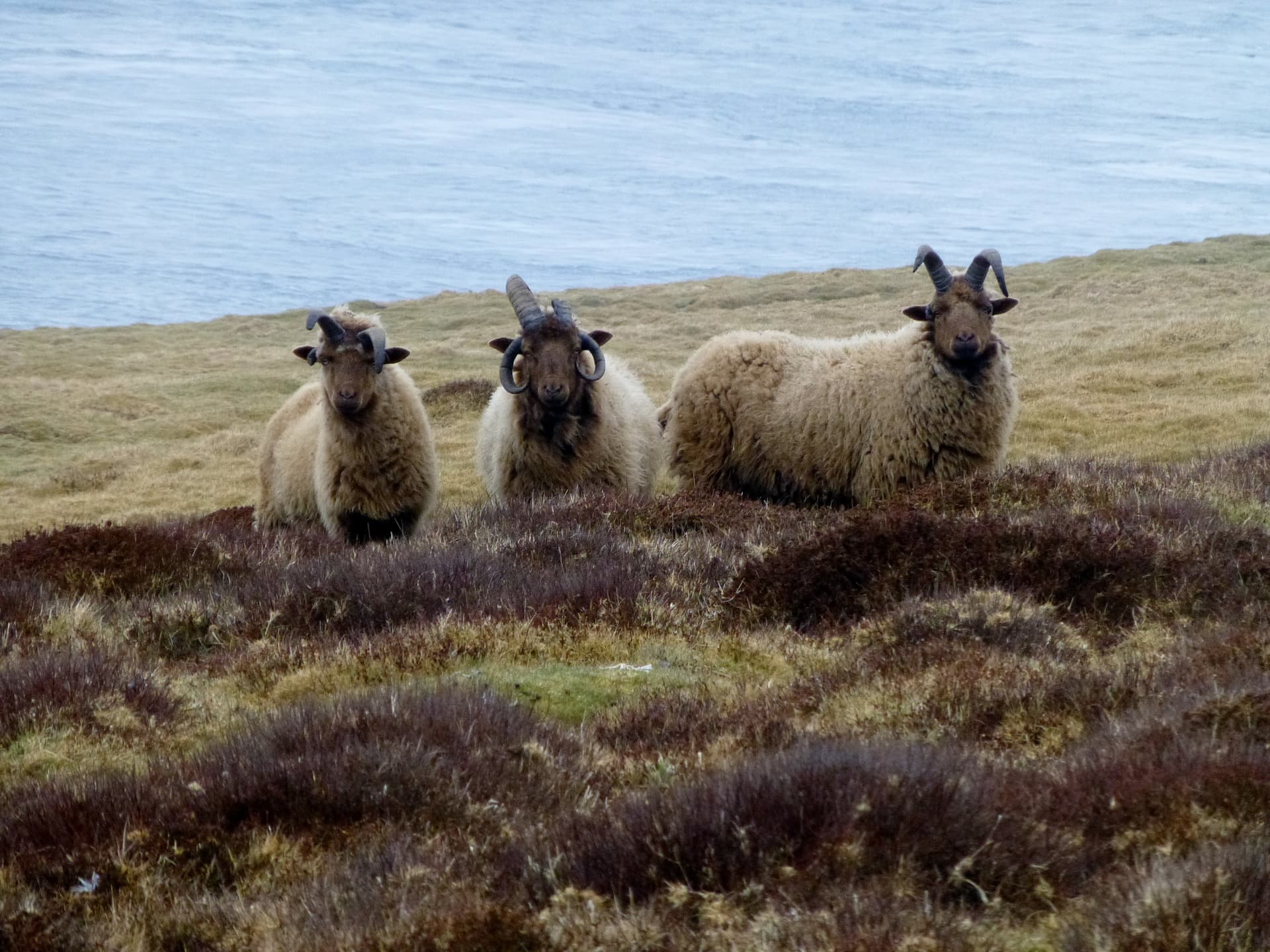 Manx Loaghtan Three Rams