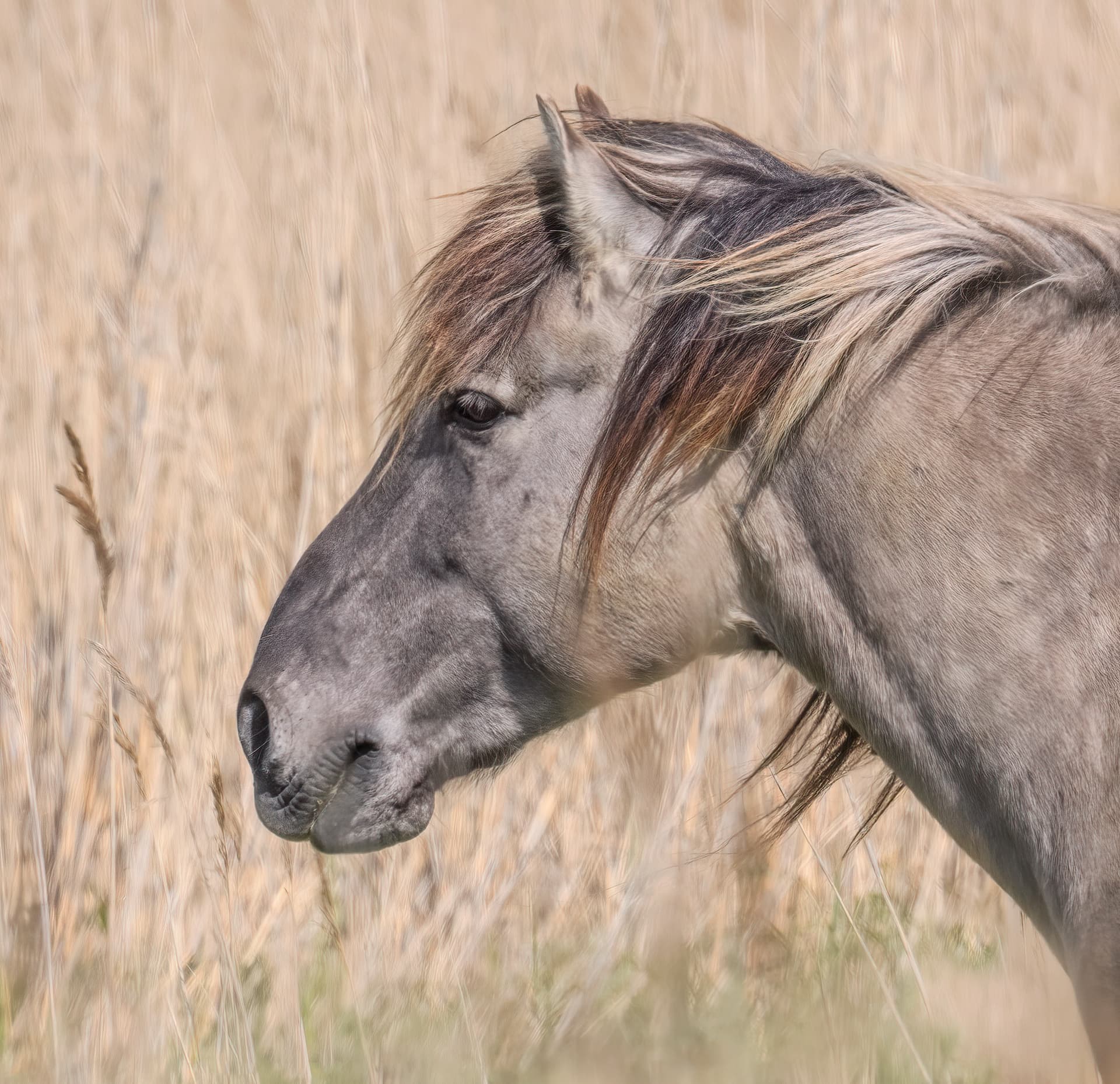 Konik Pony