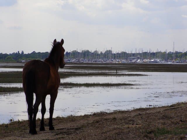 Pony on the Solent shore south of Lisle Court