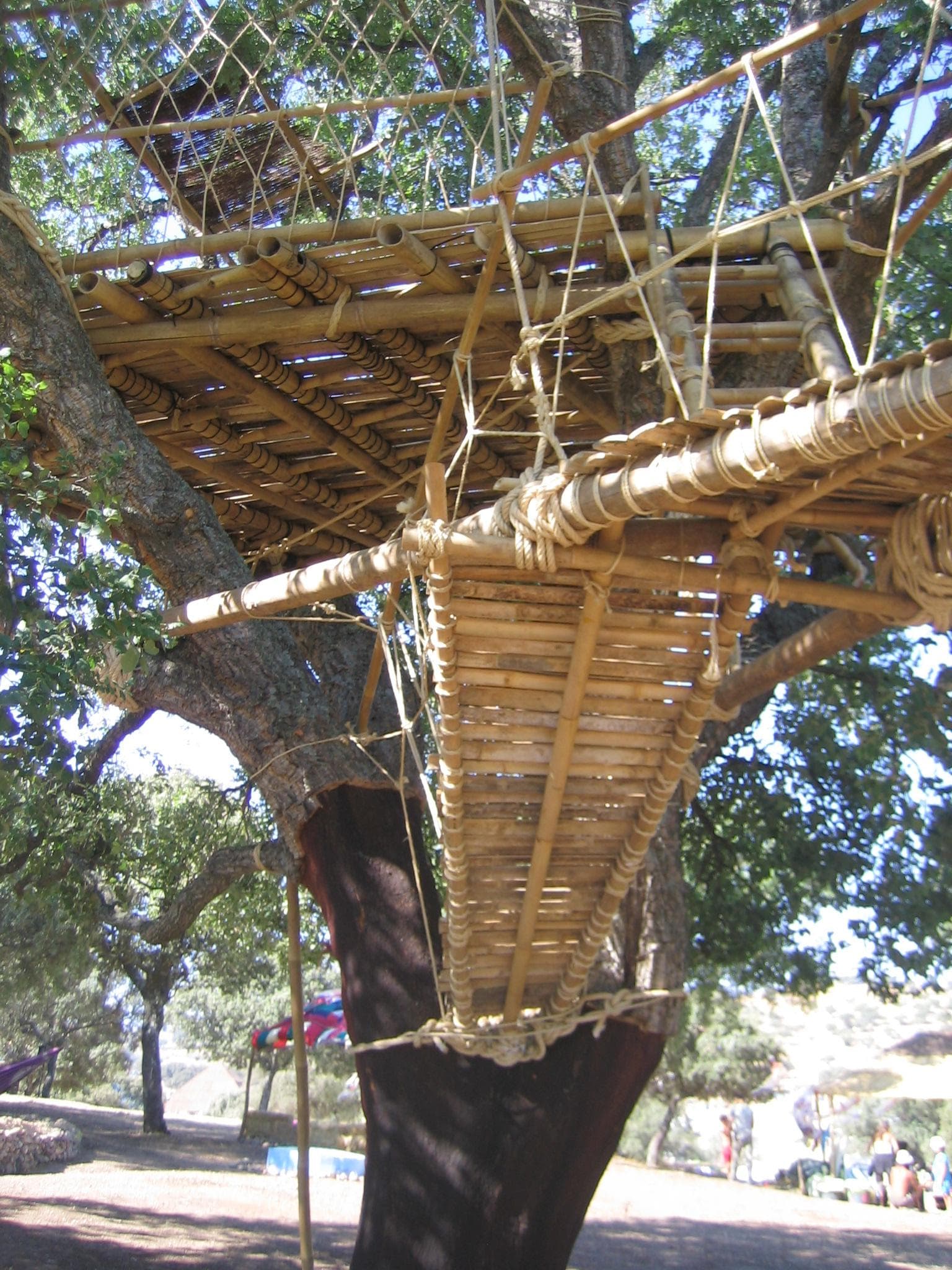 Bamboo pavilion built around a tree