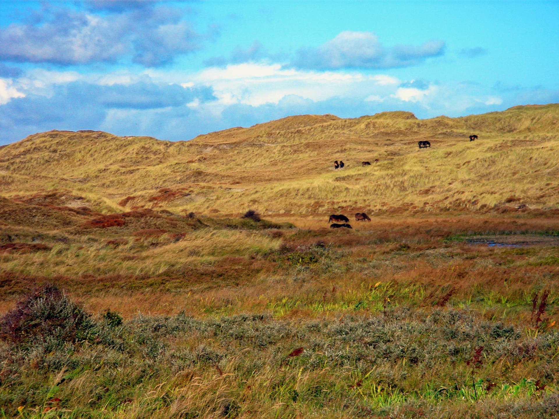 Texel - Den Hoorn - Nature Reserve at Loodsmansduin - Wild Exmoor Ponies